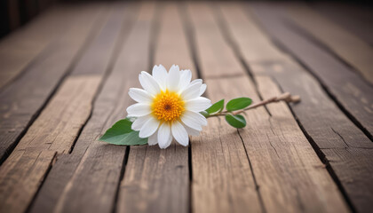 Obraz premium Delicate White Daisy on Rustic Wooden Planks