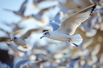 A group of seagulls soaring through the clouds, with no discernible landing or perching
