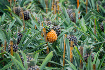 pineapple plantation on the island of Sao Miguel in the Azores archipelago