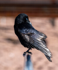 A crow in sharp selective focus at a seafront location. Beautiful black Corvid bird. 