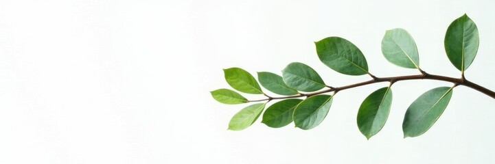 Fototapeta premium Single eucalyptus branch against white background, green, nature