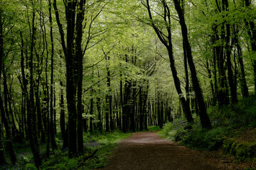 Obraz premium A tranquil path winds through a dense forest filled with vibrant green leaves and tall trees. Sunlight filters gently through the canopy, creating a peaceful atmosphere.