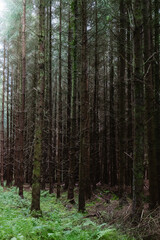 Obraz premium Tall trees rise in a dense forest, their trunks cloaked in shadows. Ferns cover the ground, bathed in soft, diffused light of early morning, creating a tranquil atmosphere.