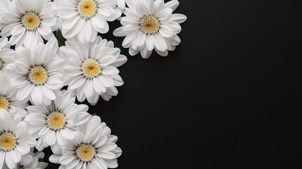 Fototapeta premium Beautiful White Chrysanthemum Flowers on Black Background