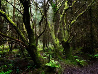 Green forest interior. Trees are heavily covered in moss. The ground shows various plants. The overall image appears shadowy and humid.