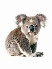 Naklejka premium Close-up portrait of a koala with gray fur sitting quietly against a soft background