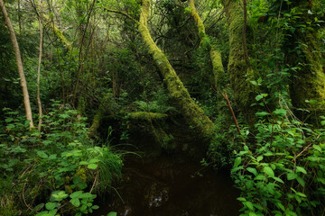 Tall trees draped in vibrant moss create a lush green canopy, while a quiet stream flows gently...