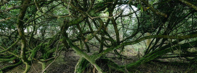 Intricate and tangled branches create a lush green environment in a forest. The diverse foliage adds depth and complexity to the natural landscape, showcasing varied textures and colors.