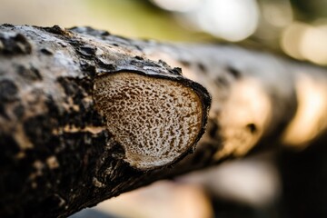 A piece of bread stuck on a tree branch, great for use in a still life or nature scene