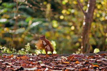 Curius squirrel in a park among leaves