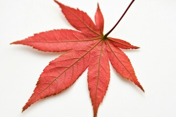 A single red leaf on a white surface with no distractions or clutter