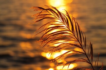 Close-up of a plant with the warm glow of the sun behind it