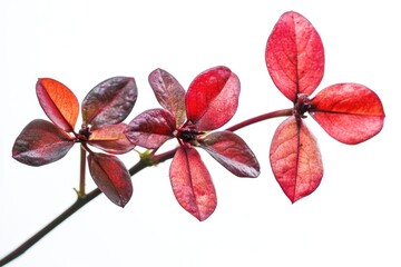 Naklejka premium A detailed view of a plant's leaves showing vibrant red color, suitable for use in designs about nature, biology or as a symbol