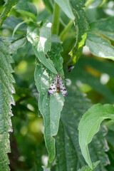 scorpion fly on a tree leaf with big wings, green and brown tones