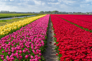 Dutch yellow tulip fields in sunny day