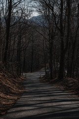 Fototapeta premium path in the woods