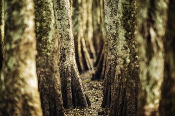 Obraz premium A dense forest with numerous tall trees, great for outdoor or nature-themed projects