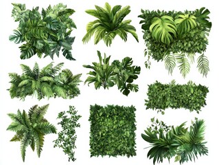 various green tropical plants and foliage on a white background