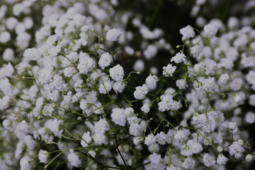 white flowers of a tree