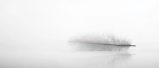 Obraz premium Close up of a white feather on a white surface