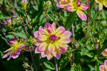 dahlia Pacific Ocean, pink yellow petals with dark pink heart