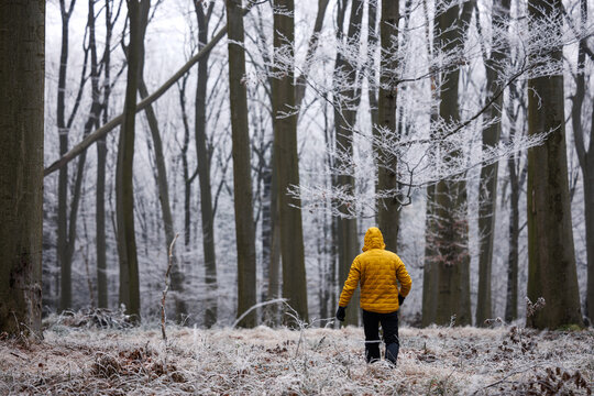 Man in yellow jacket walking in winter forest. Hiking in frozen woodland