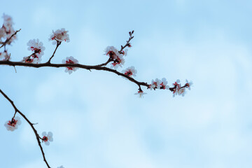  A beautiful spring branch of a blossoming tree covered with soft pink flowers. symbolizing growth, hope, and the arrival of spring.