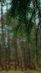 pine tree branches