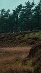 deers in an european forest