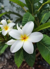 Fototapeta premium A single white plumeria flower blooming on a small green leaf in a dense garden, foliage, verdant, botanical
