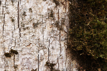 tree texture