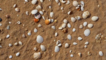 Fototapeta premium seashells on sand