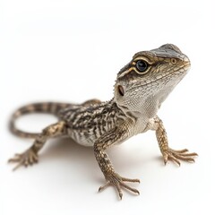 Naklejka premium close-up of a lizard on a white background