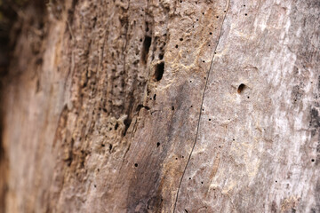 old wood texture