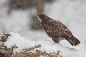 Myszołów zwyczajny, common buzzard, (Buteo buteo) © Michal Przystas