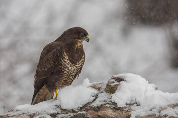Myszołów zwyczajny, common buzzard, (Buteo buteo) © Michal Przystas