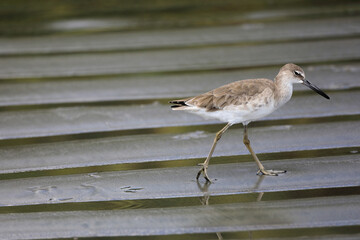 The willet (Tringa semipalmata) is a large shorebird (sandpiper) in the family Scolopacidae. Samara beach of the Pacific Ocean. Guanacaste province, Nicoya Peninsula. Costa Rica, Central America