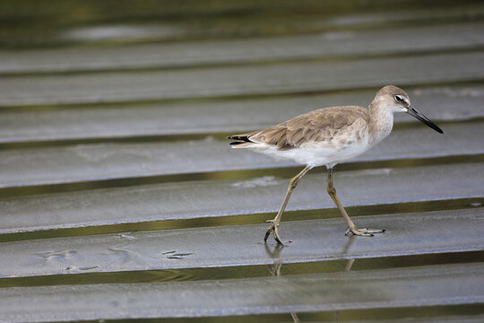 The willet (Tringa semipalmata) is a large shorebird (sandpiper) in the family Scolopacidae. Samara beach of the Pacific Ocean. Guanacaste province, Nicoya Peninsula. Costa Rica, Central America