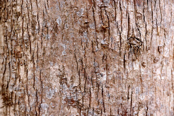 old wood texture