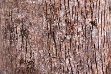 old wood background