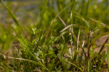 Close-up of green grass in the meadow. Selective focus