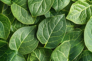 Fototapeta premium macro shot of fresh green leaves with visible veins highlighted by golden sunlight filtering through