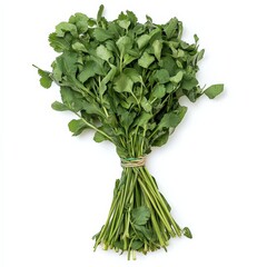 Fototapeta premium bunch of fresh cilantro on white background