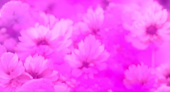 Pink pastel flowers oil painting effect Art oil and acrylic Abstract texture pink purple pastel color stain brushstroke texture background video Spring flower field beauty 4K