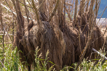 Dry grass in the field at Chiangmai, Thailand.