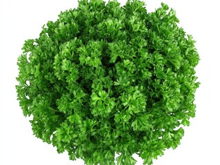 Obraz premium close up of fresh parsley