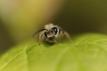 Andrena sp.
Andrena sp. in its natural element
