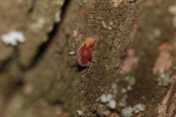 Araignée rouge (Trombidiidae indet.)
Trombidiidae indet. in its natural element
