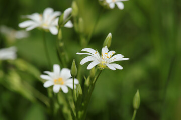 Stellaire holost&eacute;e (Stellaria holostea)
Stellaria holostea in flower
