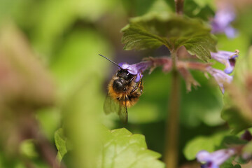Fototapeta premium Osmie rousse commune (Osmia bicornis) Osmia bicornis in its natural element 